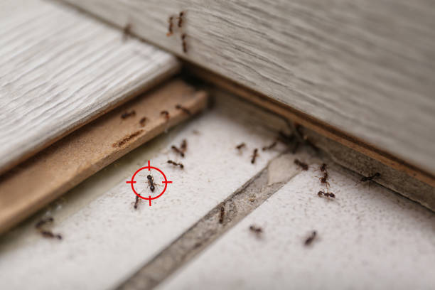 Best Ant Control Services  in Palmview South, TX