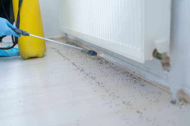 Best Exterminator Services  in Palmview South, TX