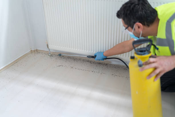 Best Termite Control Services  in Palmview South, TX