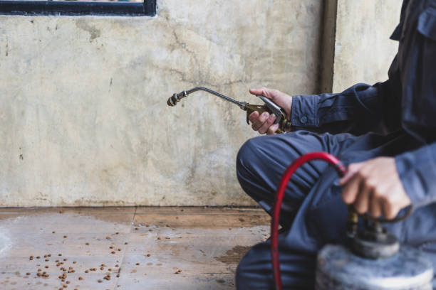 Best Local Pest Control Services  in Palmview South, TX